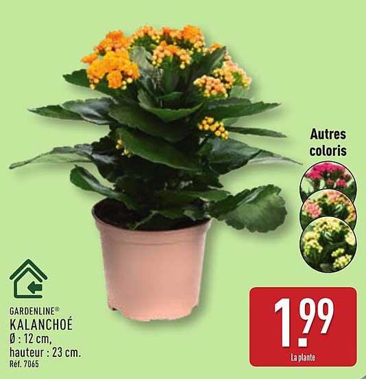 GARDENLINE® KALANCHOÉ Ø : 12 cm, hauteur : 23 cm. Réf. 7065