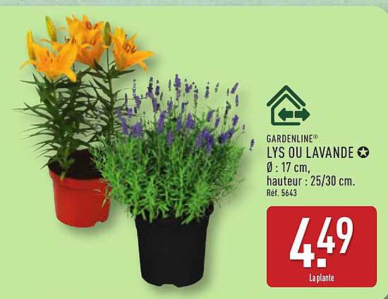 GARDENLINE® LYS OU LAVANDE Ø : 17 cm, hauteur : 25/30 cm. Réf. 5643