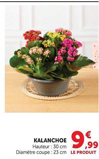 KALANCHOE
