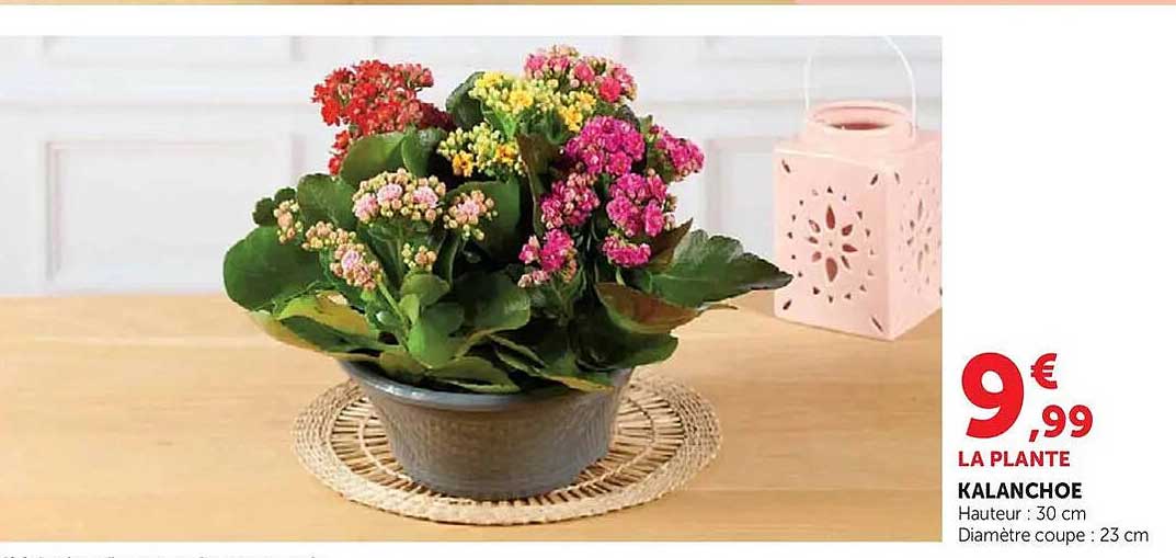 LA PLANTE KALANCHOE