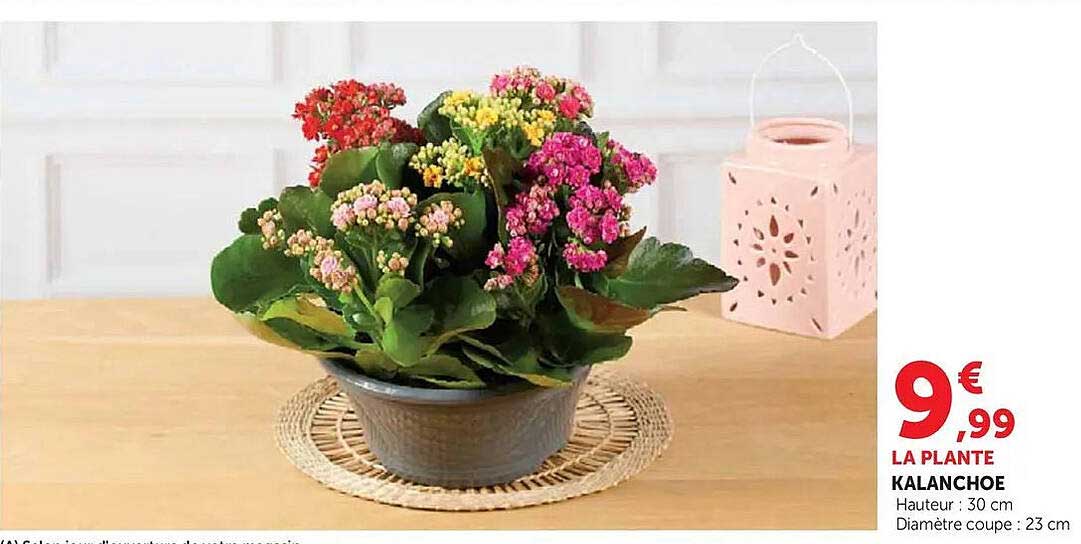 LA PLANTE KALANCHOE