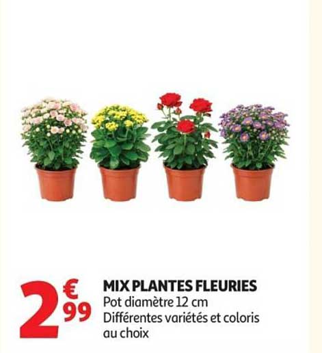 MIX PLANTES FLEURIES Pot diamètre 12 cm Différentes variétés et coloris au choix