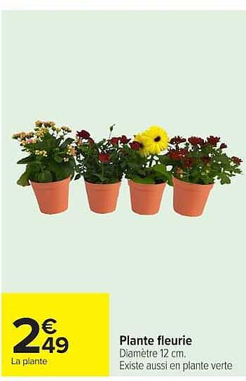 Plante fleurie