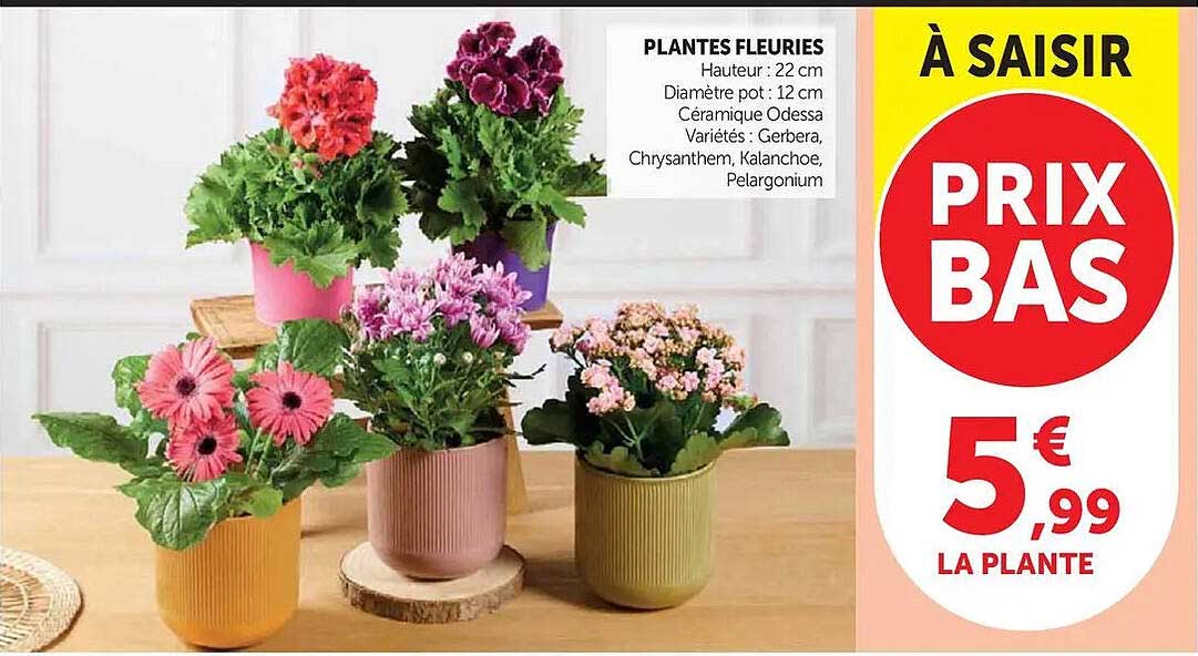 PLANTES FLEURIES