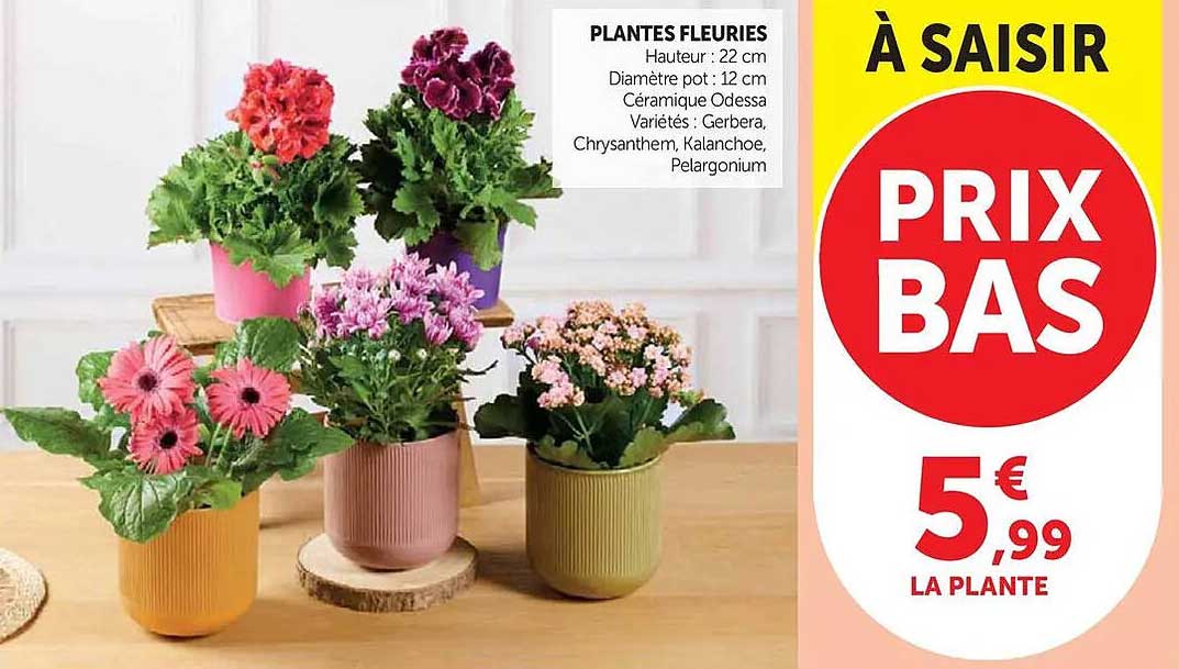 PLANTES FLEURIES