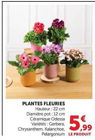 PLANTES FLEURIES