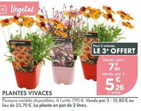 PLANTES VIVACES