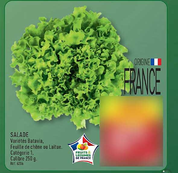 SALADE Variétés Batavia, Feuille de chêne ou Laitue. Catégorie 1. Calibre 250 g. Ref. 6206