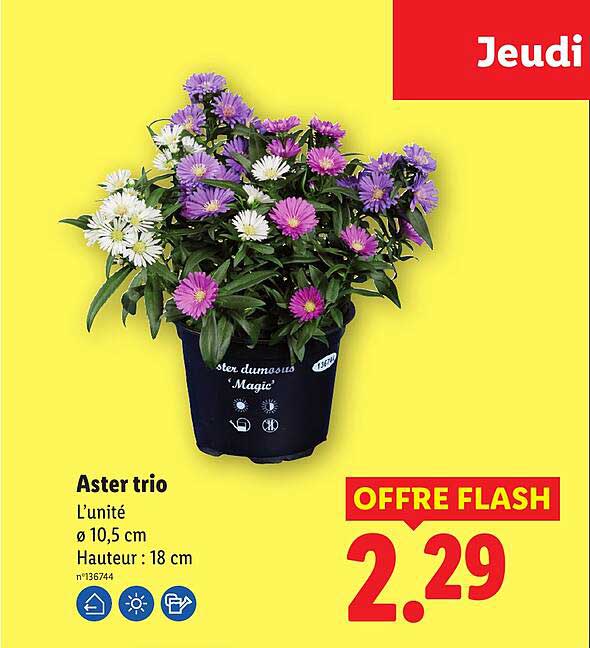 Aster trio