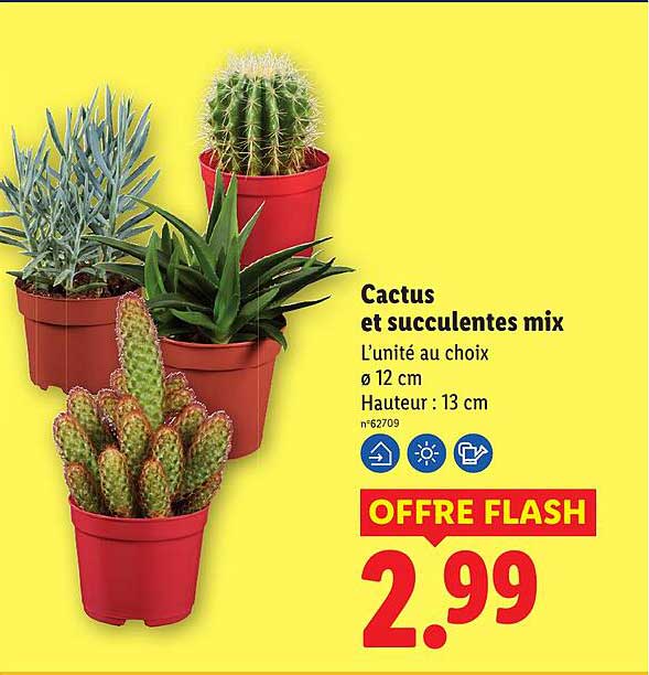 Cactus et succulentes mix