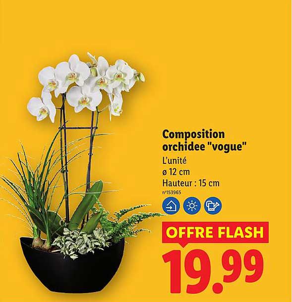 Composition orchidee "vogue"