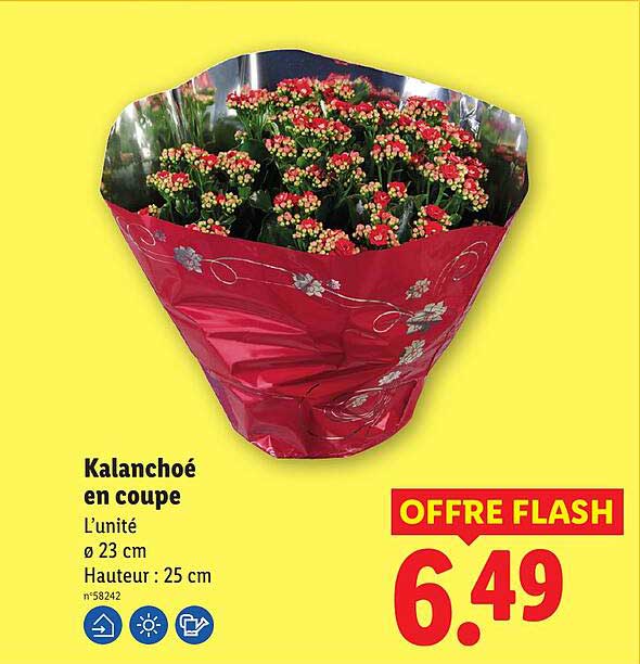 Kalanchoé en coupe