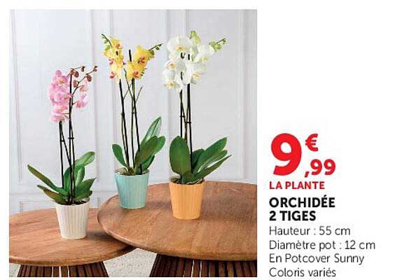 LA PLANTE ORCHIDÉE 2 TIGES