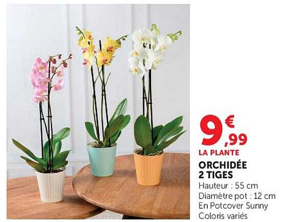 LA PLANTE ORCHIDÉE 2 TIGES