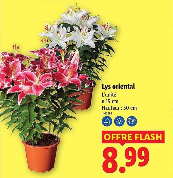 Lys oriental