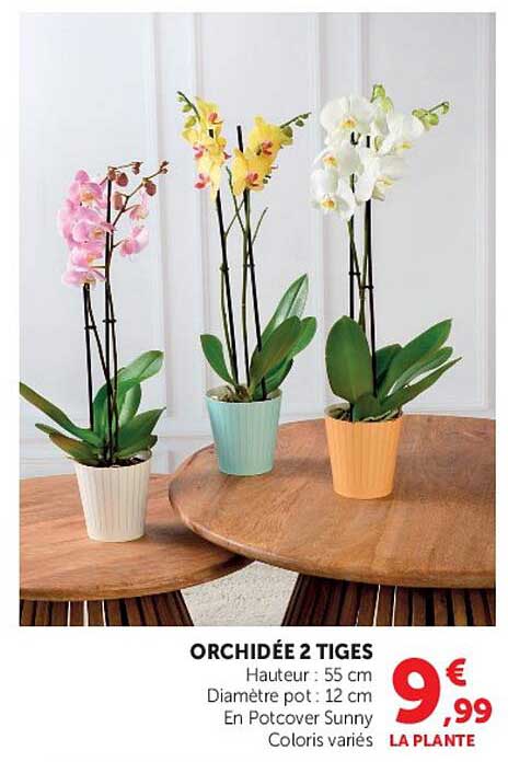 ORCHIDÉE 2 TIGES
