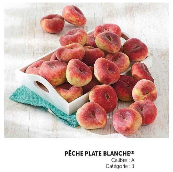 PÊCHE PLATE BLANCHE