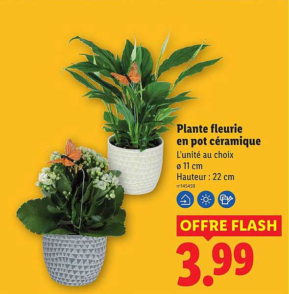 Plante fleurie en pot céramique