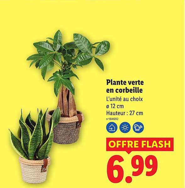 Plante verte en corbeille
