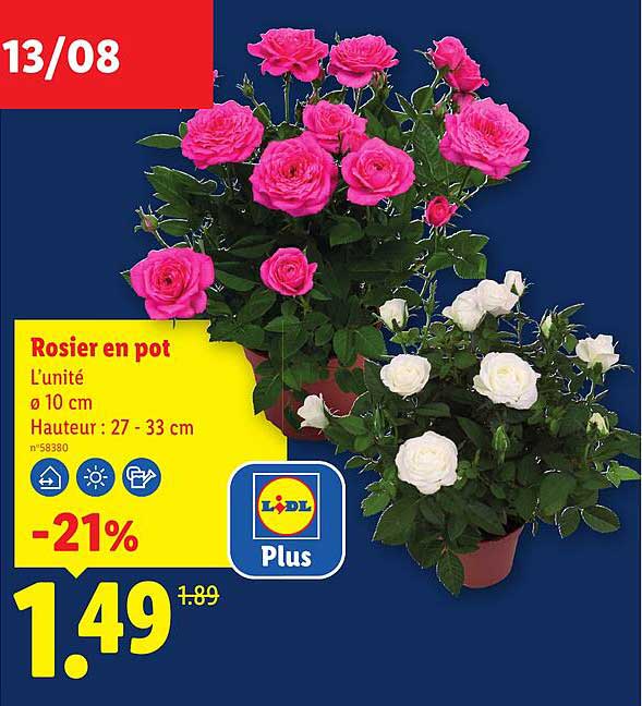 Rosier en pot