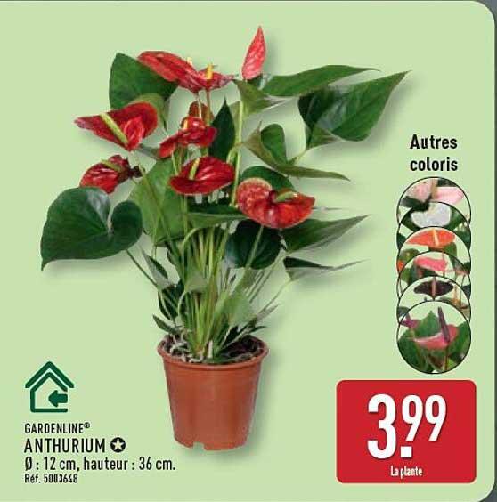 GARDENLINE ANTHURIUM