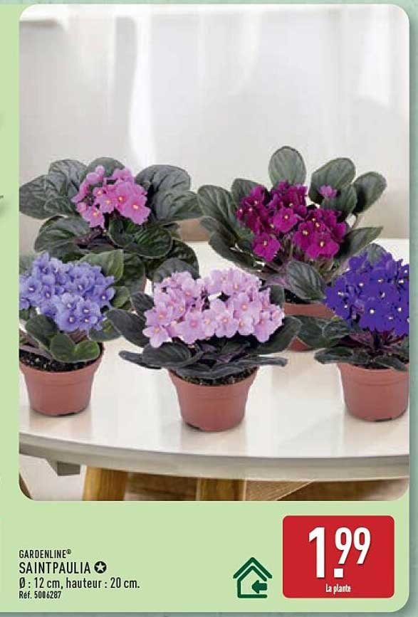 GARDENLINE® SAINTPAULIA