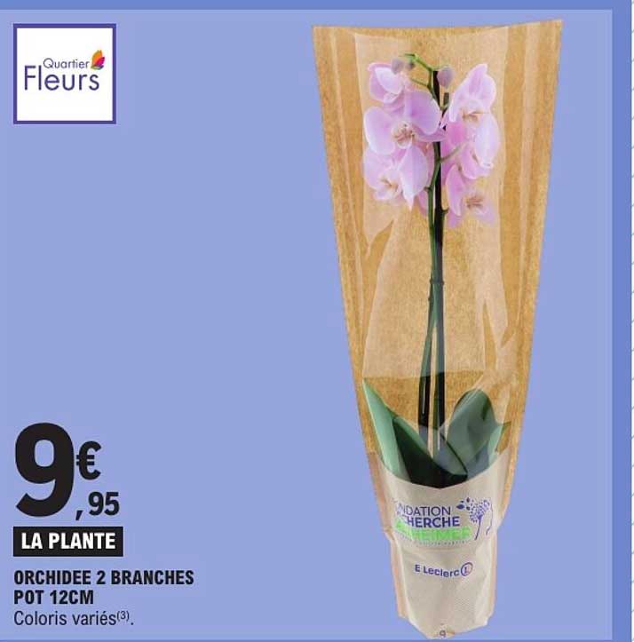 ORCHIDEE 2 BRANCHES POT 12CM