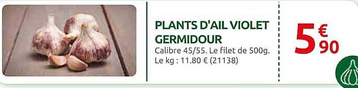 PLANTS D'AIL VIOLET GERMIDOUR