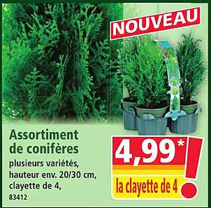 Assortiment de conifères