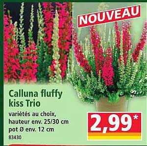Calluna fluffy kiss Trio