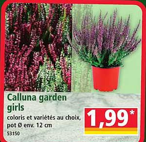 Calluna garden girls