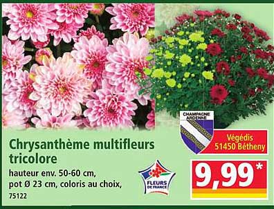 Chrysanthème multifleurs tricolore