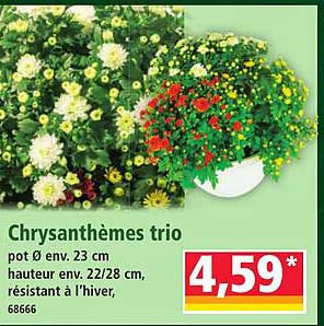 Chrysanthèmes trio