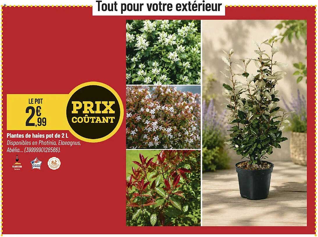 Plantes de haies pot de 2 L