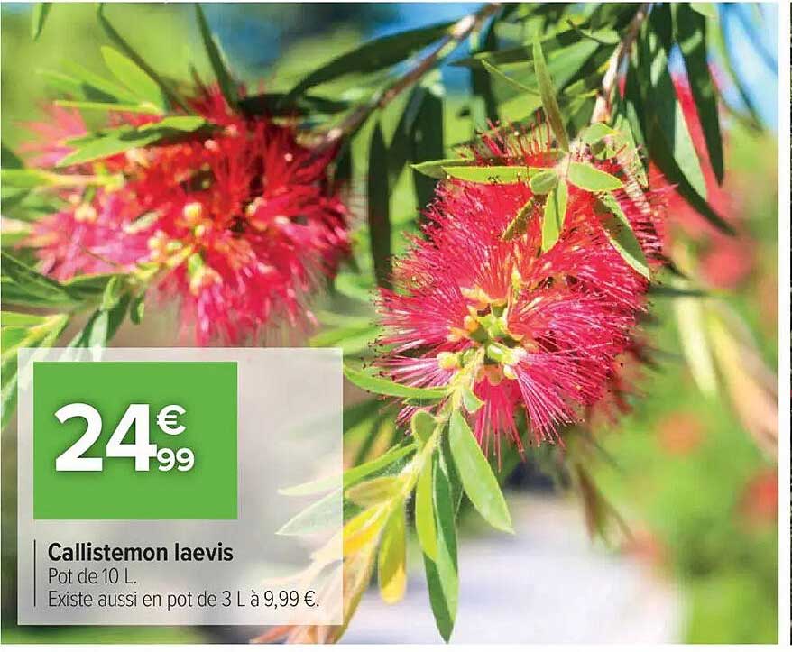 Sitemapcdatahttpsshopinf Inetcomcallistemon Laevis Fiche Technique
