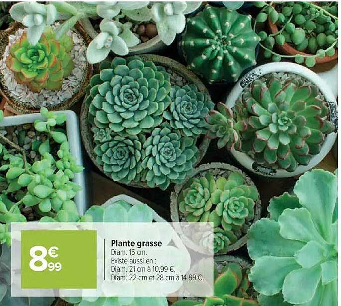 Plante Grasse 5 Lettresnull
