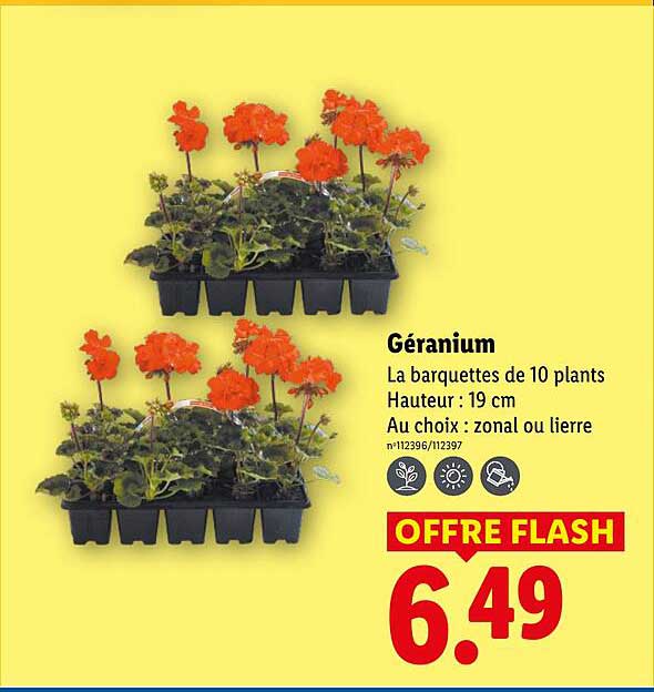 Prix Geranium Lidl