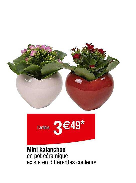 Mini kalanchoué en pot céramique, existe en différentes couleurs