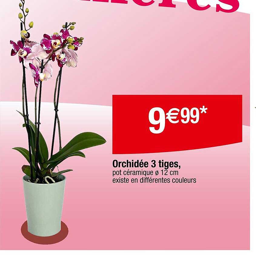 Orchidée 3 tiges, pot céramique Ø 12 cm existe en différentes couleurs