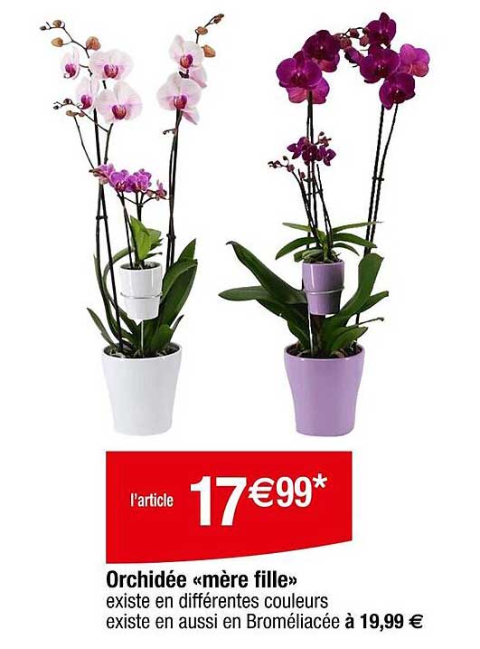 Orchidée « mère fille »