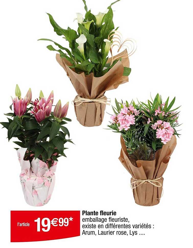 Plante fleurie