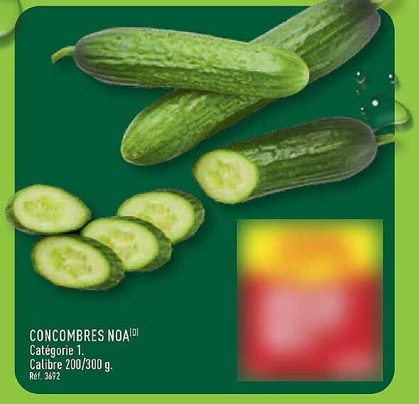 CONCOMBRES NOA