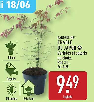 ÉRABLE DU JAPON