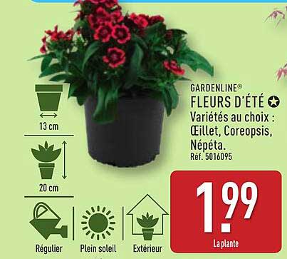 FLEURS D'ÉTÉ