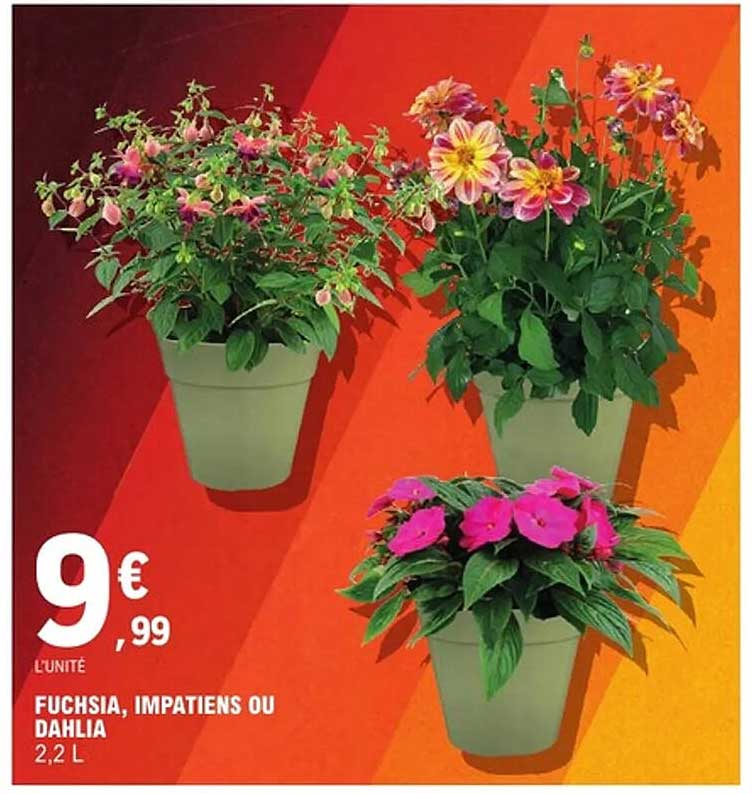 FUCHSIA, IMPATIENS OU DAHLIA