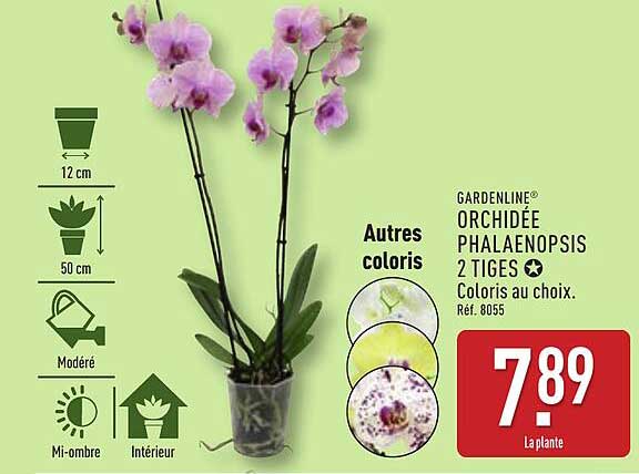 ORCHIDÉE PHALAENOPSIS 2 TIGES