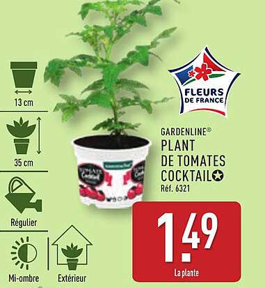 Plant de tomates cocktail