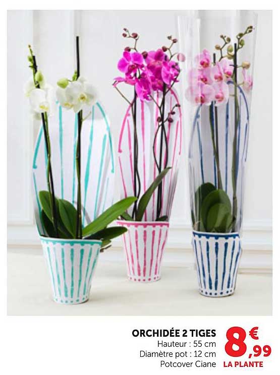 ORCHIDÉE 2 TIGES