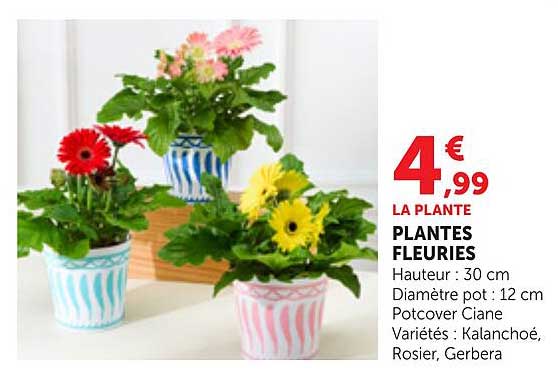 PLANTES FLEURIES