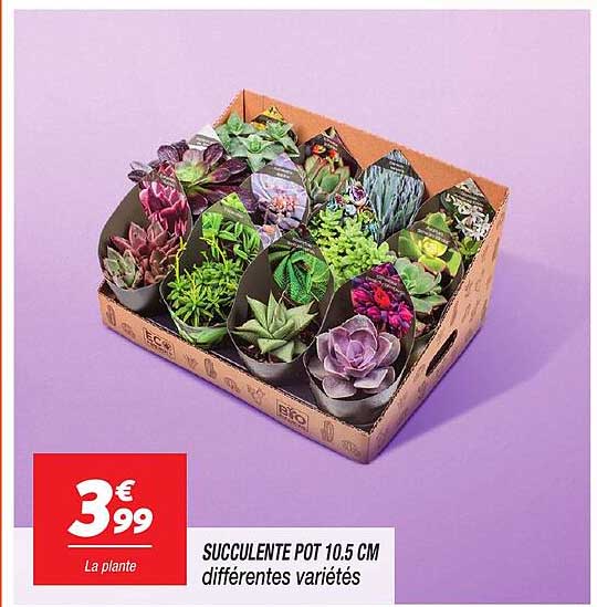 SUCCULENTE POT 10.5 CM différentes variétés